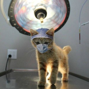 veterinarijos klinika