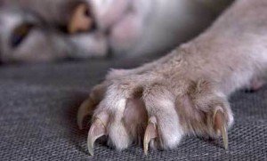 veterinarijos klinika