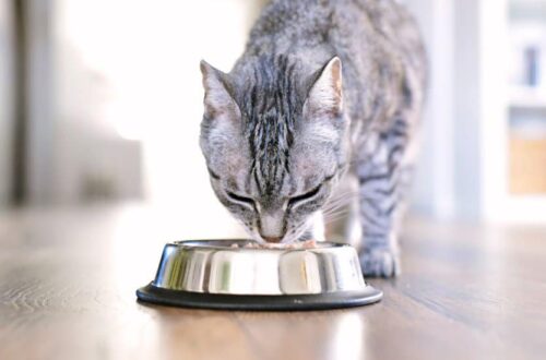 Advance sausas maistas katėms