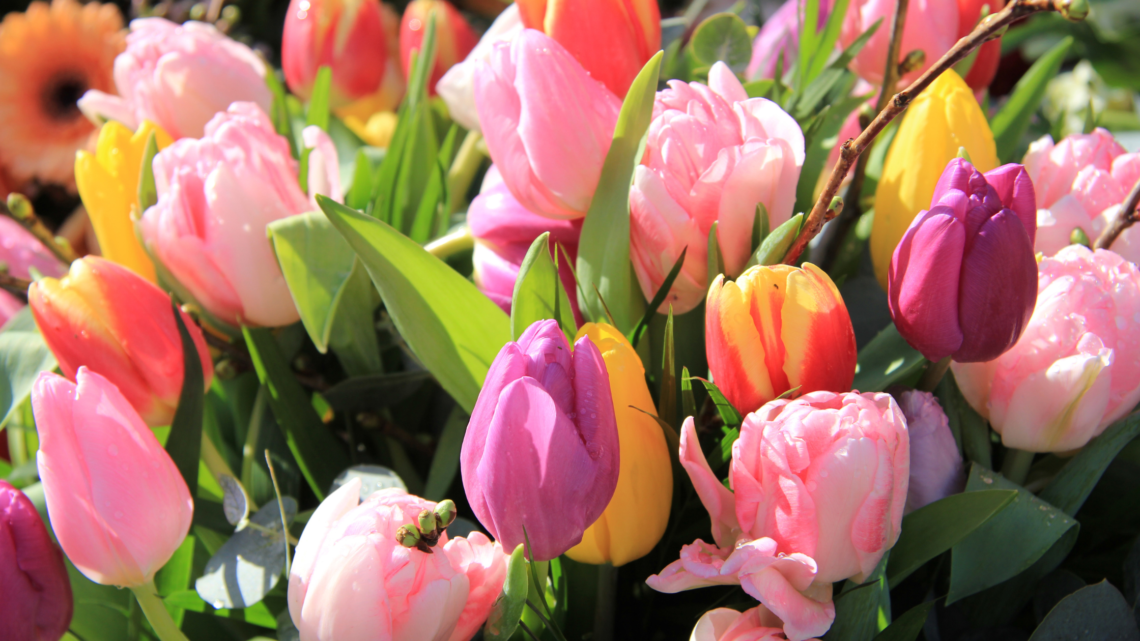 tulpių svogūnėliai