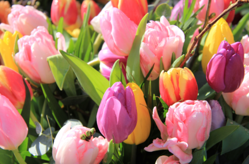 tulpių svogūnėliai