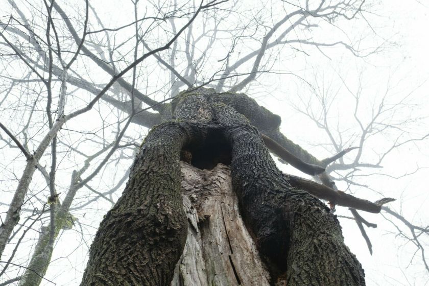Garsiosios Angelų kalvos pašonėje – naujas „Šlamančių“ miškas, išpirktas už paaukotas lėšas