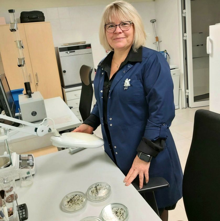 Miško derliaus metai: kurie medžiai subrandino daugiausiai sėklų?